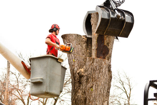 Professional Tree Care in Angwin, CA